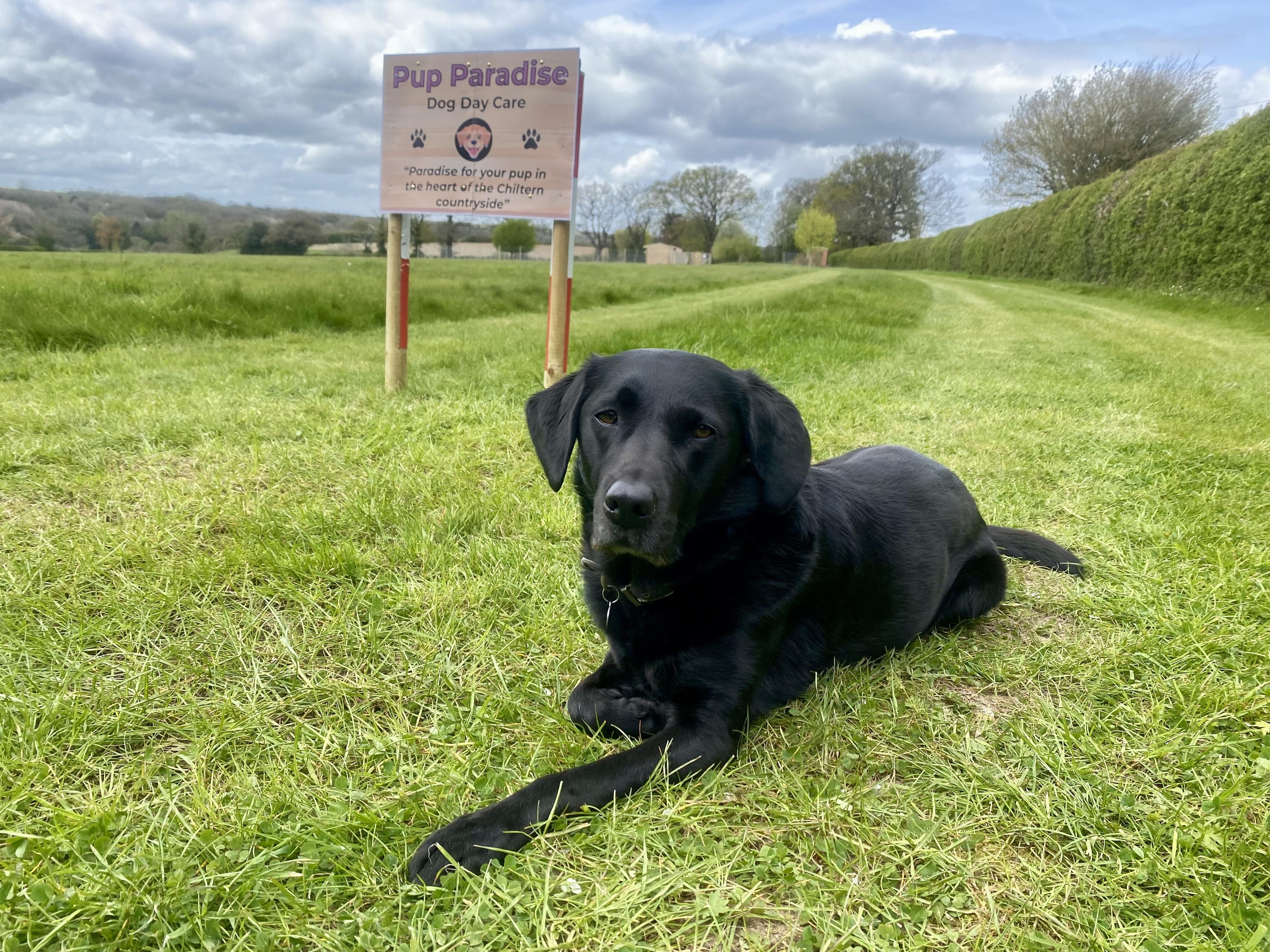 A dog relaxing beside the Pup Paradise Dog Day Care sign in the Chiltern countryside