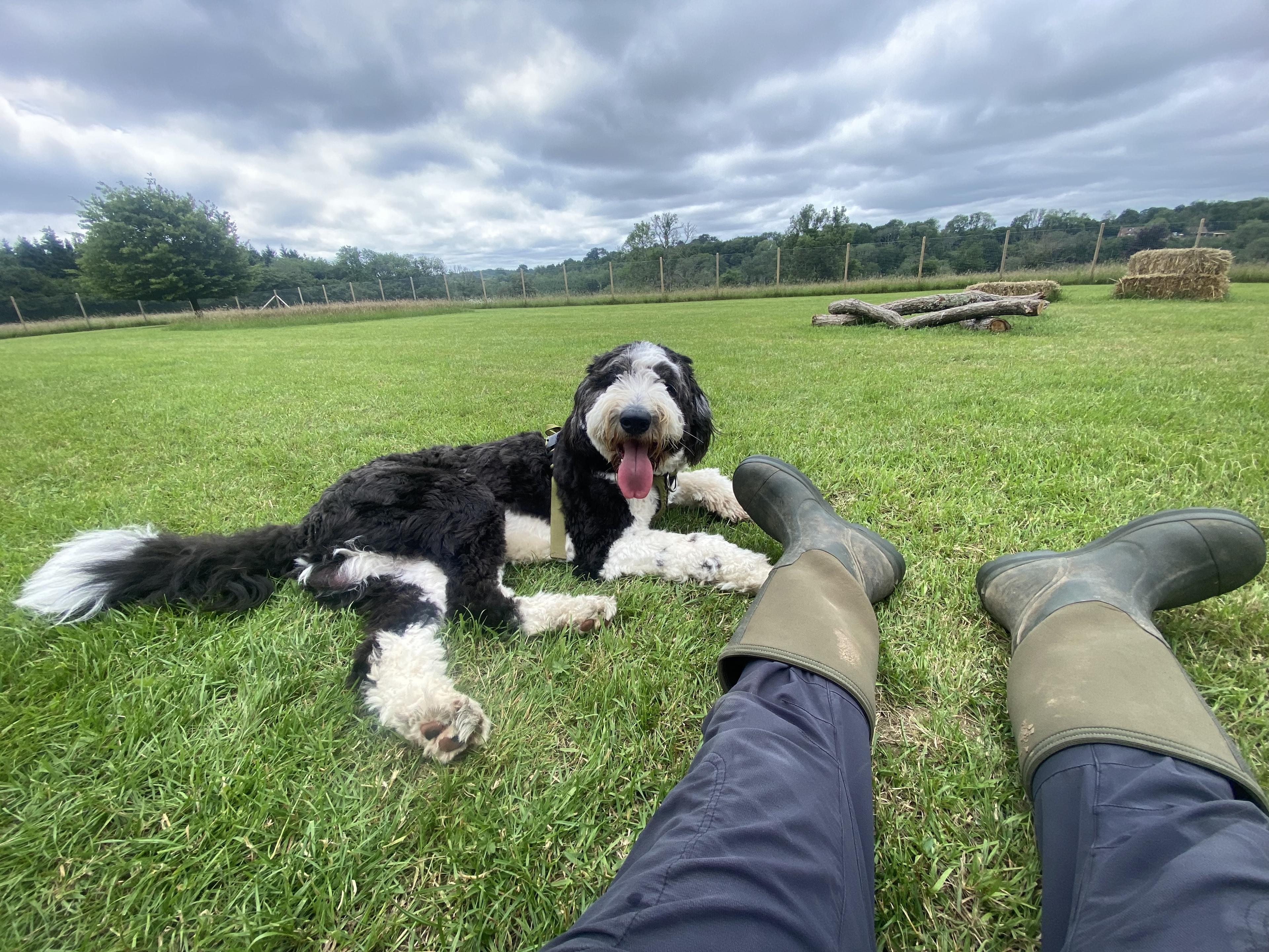 A happy dog relaxing in the field at Pup Paradise Dog Day Care
